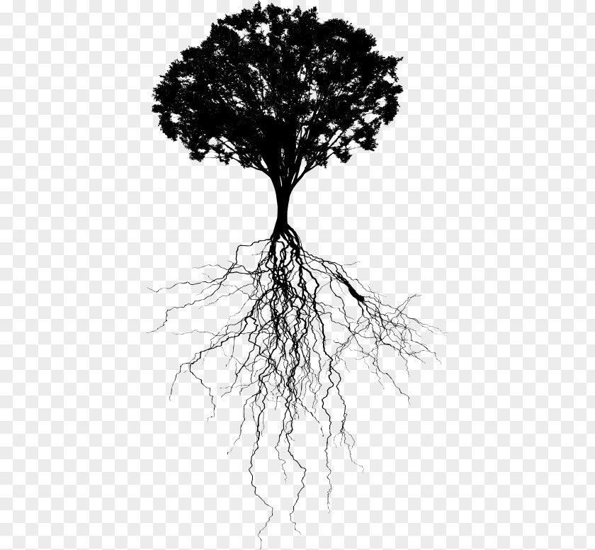 Twig Blackandwhite Tree Trunk Drawing PNG