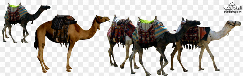Animal Camel Dromedary Sahara Caravan Xerocole Jacob And Esau PNG