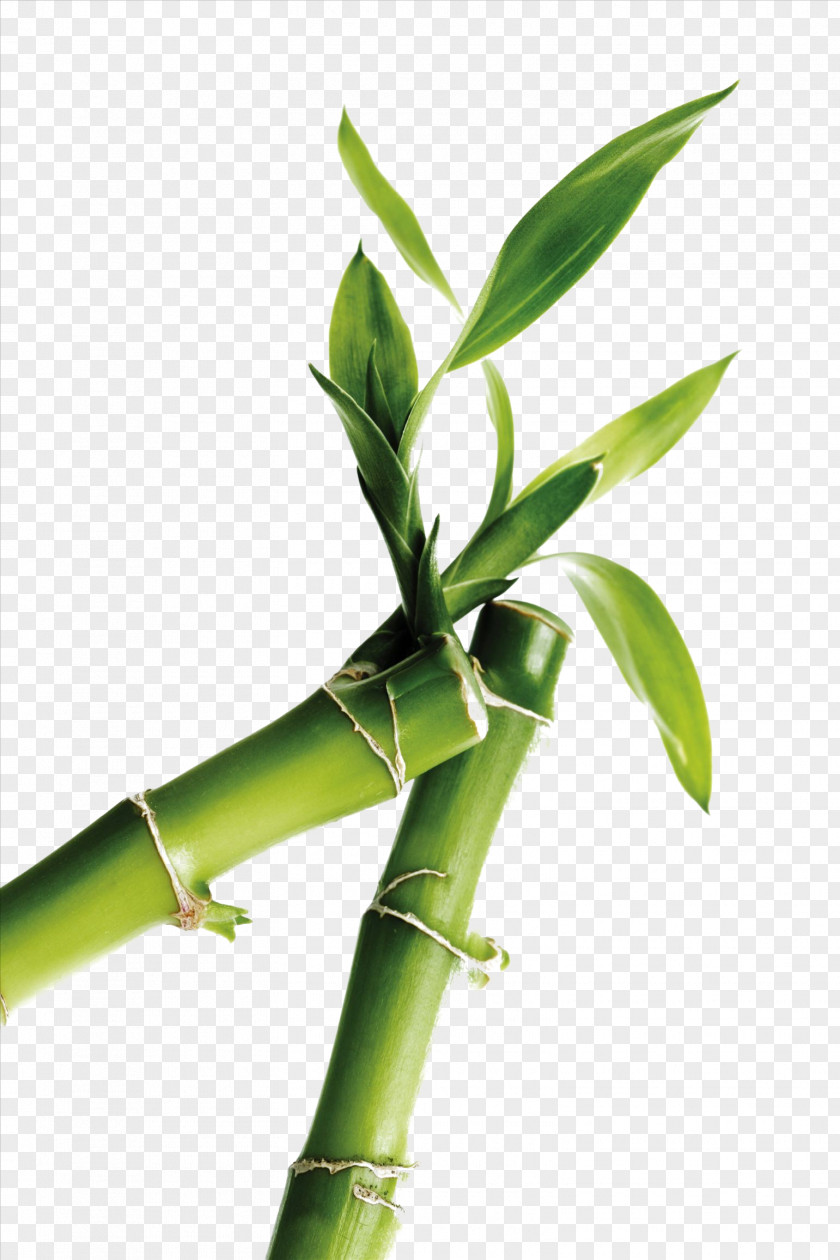 Bamboo I Ching Feng Shui Bagua Wu Xing Fire PNG