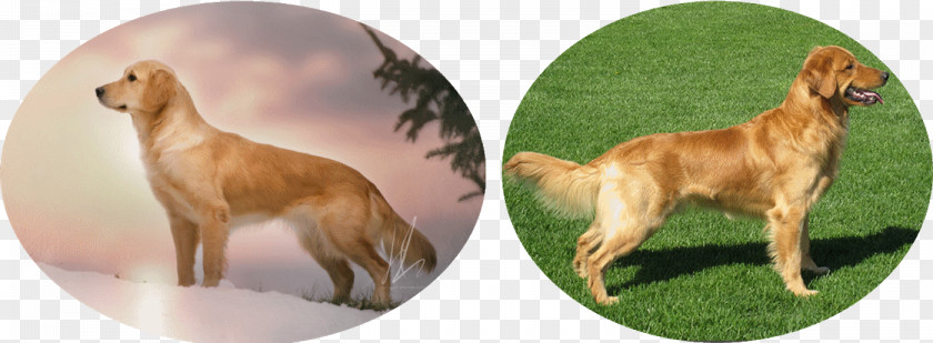 Dog Breed Sporting Group Animal PNG