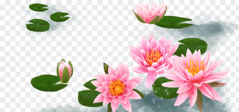Hand-painted Lotus Background Free Downloads 31 Nelumbo Nucifera PNG