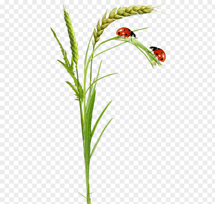 Ladybug Ladybird Clip Art PNG