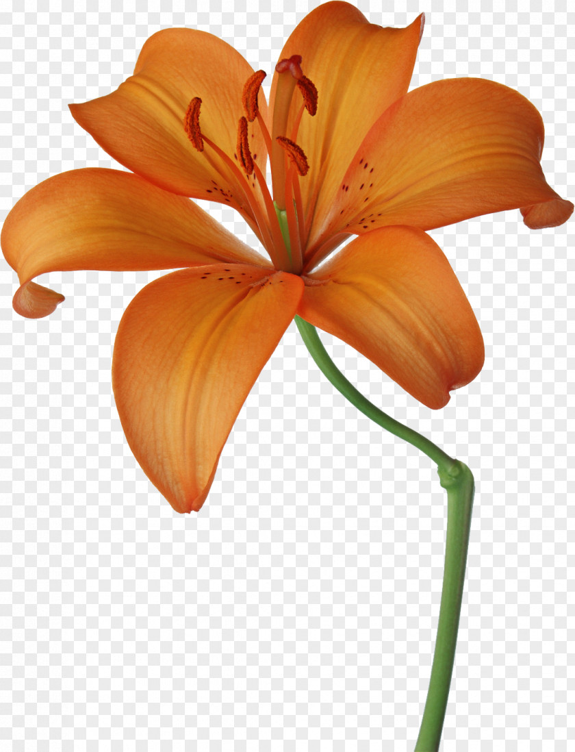 Lily Flower Photography Floral Design Royalty-free Art PNG