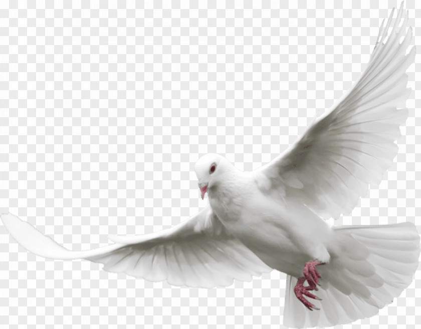 Pentecost Dove Pigeons And Doves Clip Art Desktop Wallpaper Image PNG