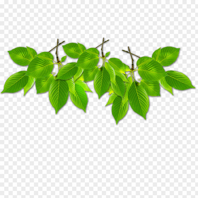 Green Leaves Border Branch Leaf Computer File PNG