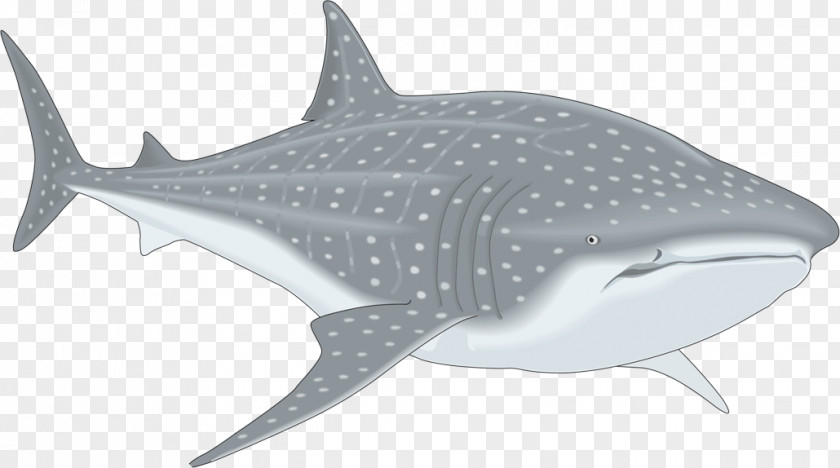 Sharks Whale Shark Clip Art PNG