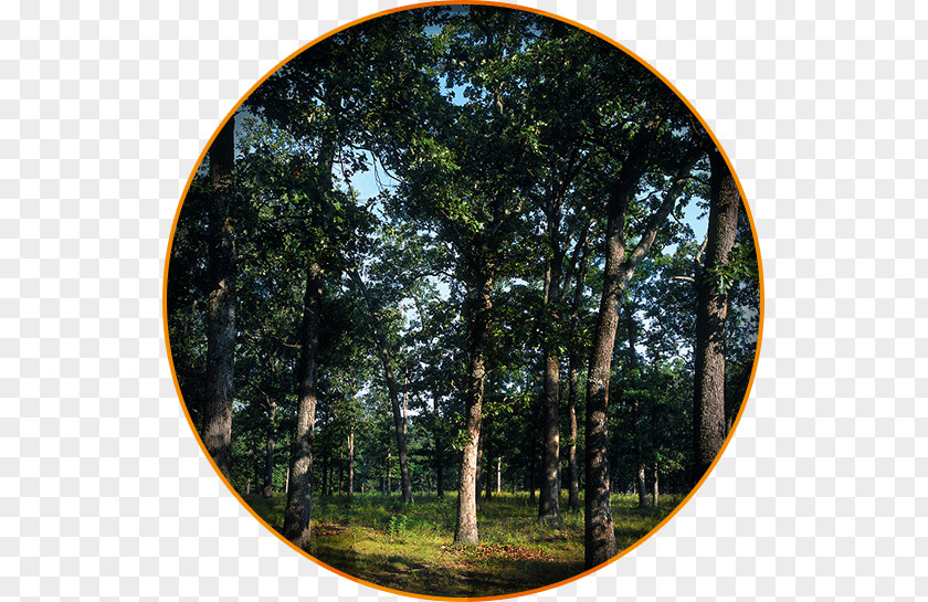 Tree Circle American Whiskey Barrel Oak Woodland PNG