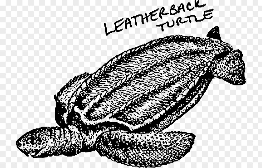 Turtle Loggerhead Sea Leatherback Tortoise Clip Art PNG