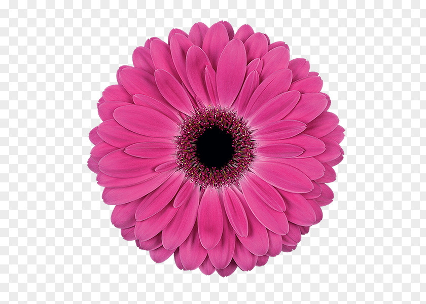 Flower Transvaal Daisy Red Color Pink PNG