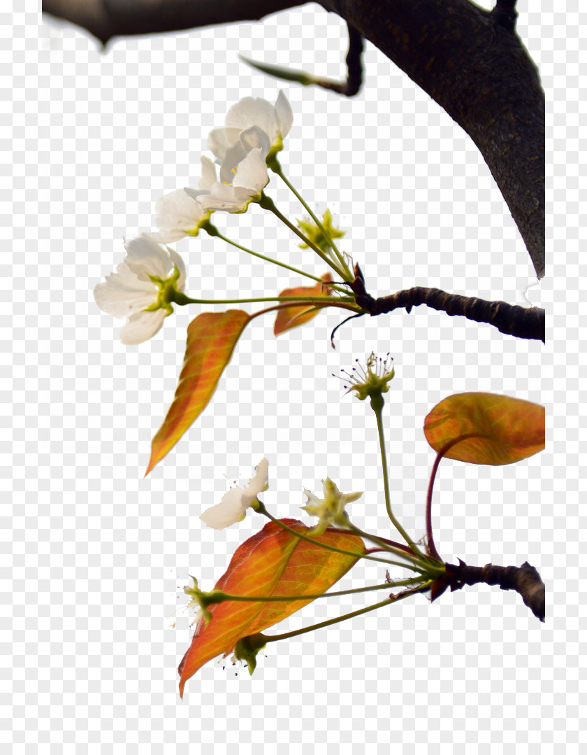 Flowering Pear Tree Asian Leaf PNG