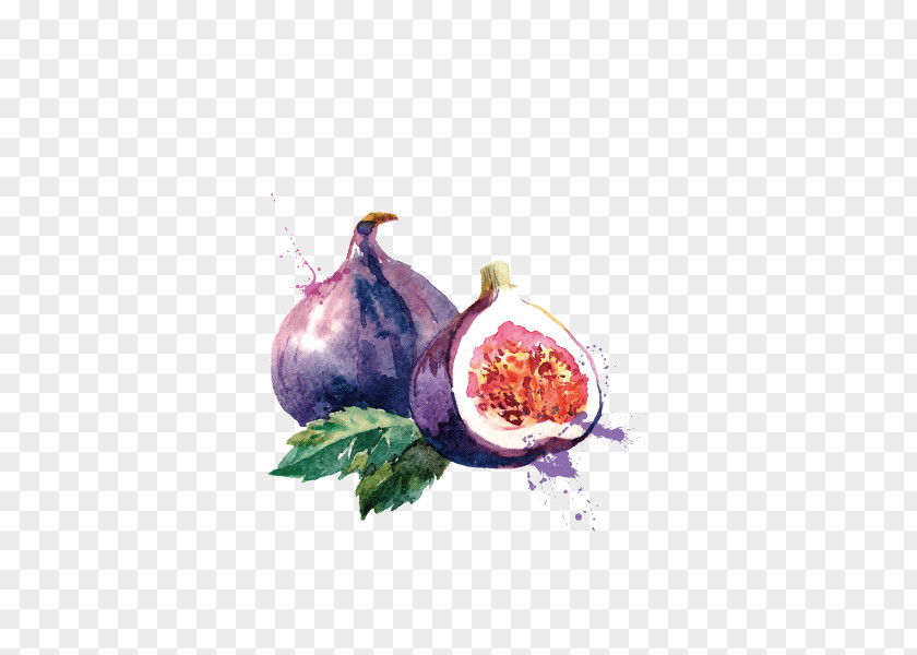 Fruit,watercolor,pomegranate,purple Common Fig Euclidean Vector Royalty-free PNG