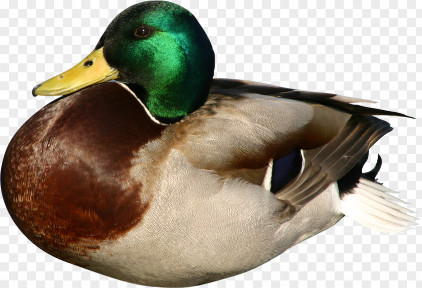 Get Together Duck Mallard Bird Goose PNG