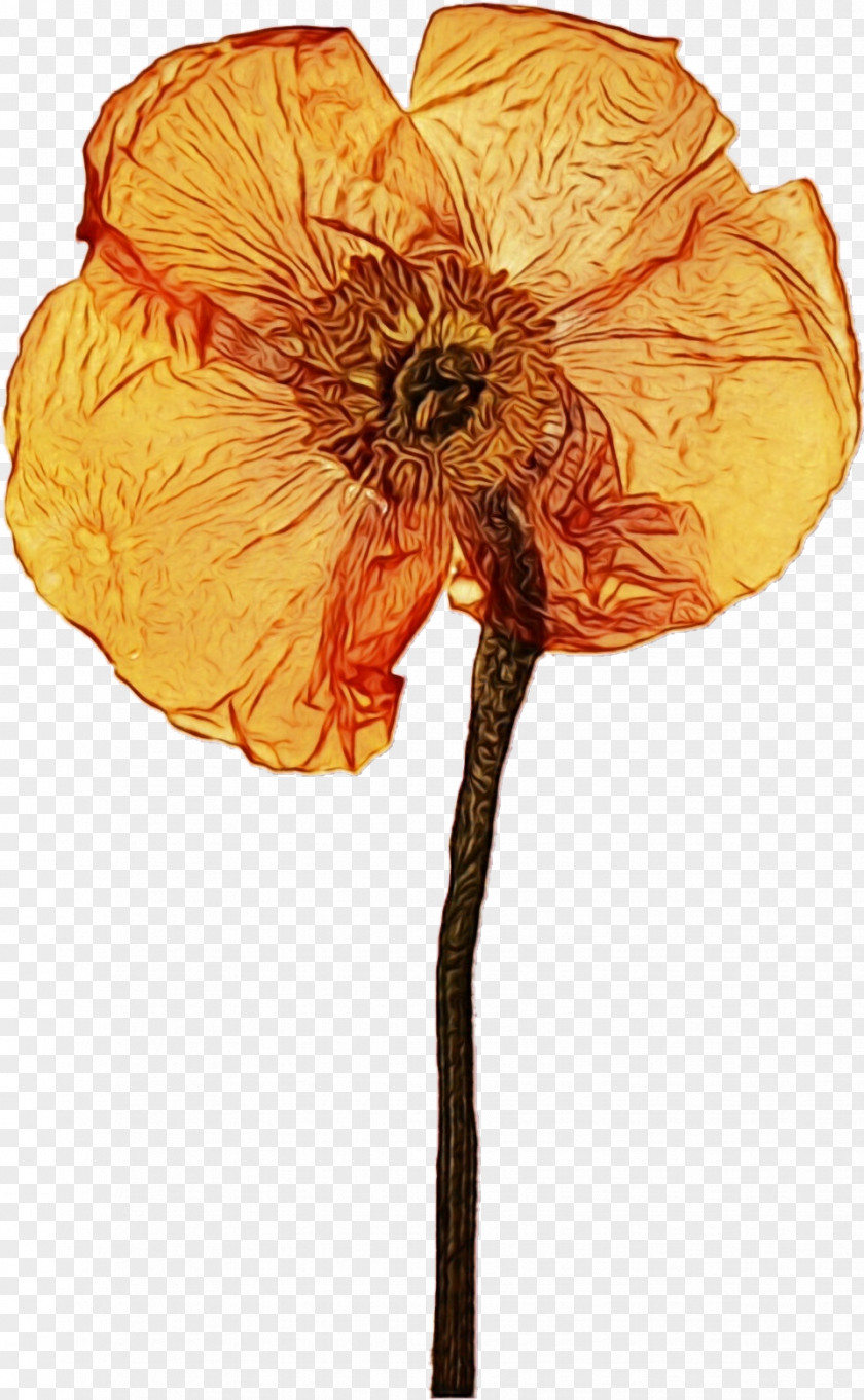 Oriental Poppy Wildflower Drawing Of Family PNG