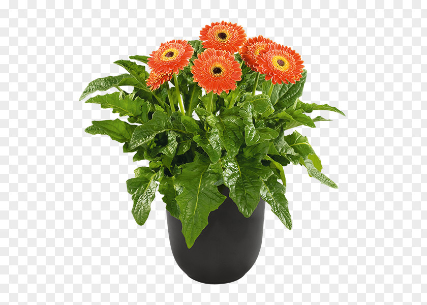 Plant Barberton Daisy Patio Greenhouse Cut Flowers PNG