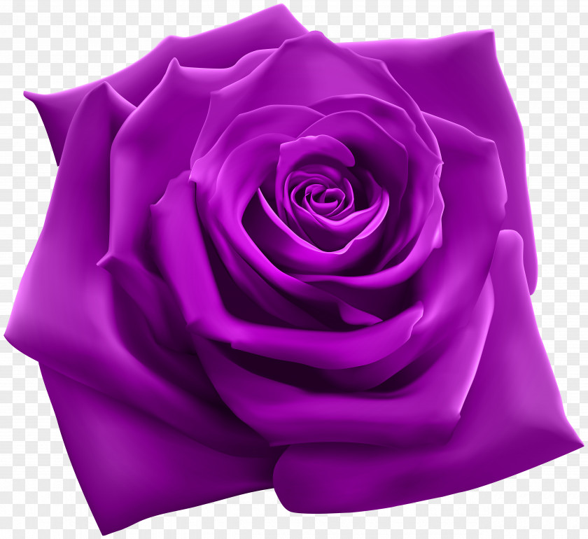 Purple Rose Pink Clip Art PNG