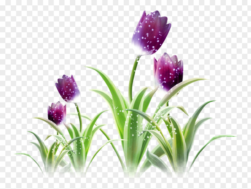 Purple Tulips Tulip PNG