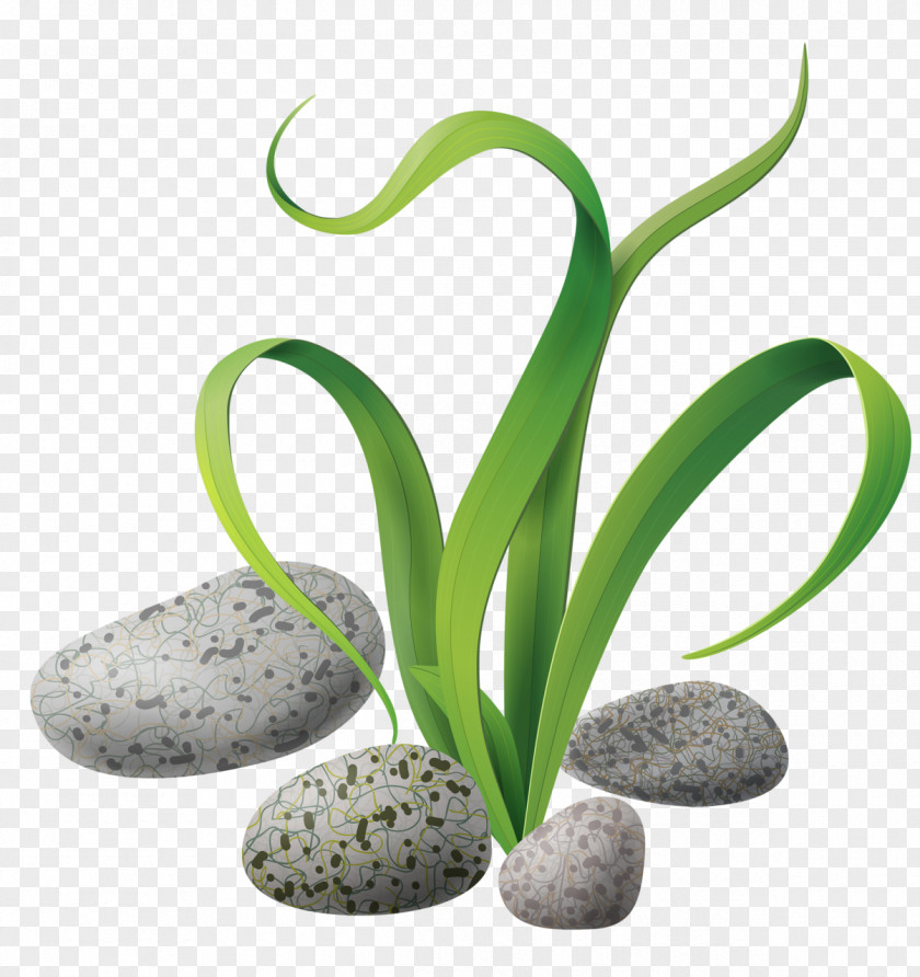 Rock Algae Seaweed PNG