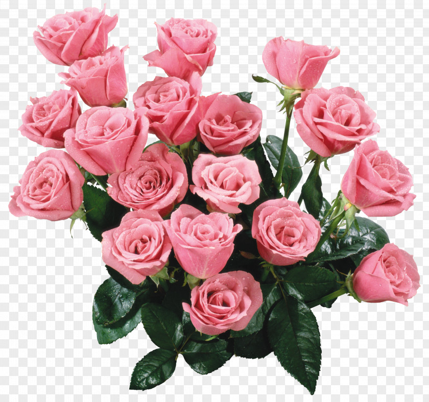 Rose Petal Pink Garden Roses Animation PNG