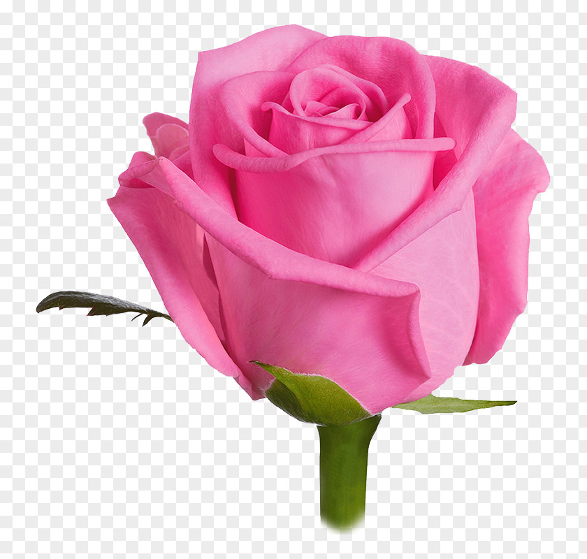 Rose Pink Cut Flowers Color PNG
