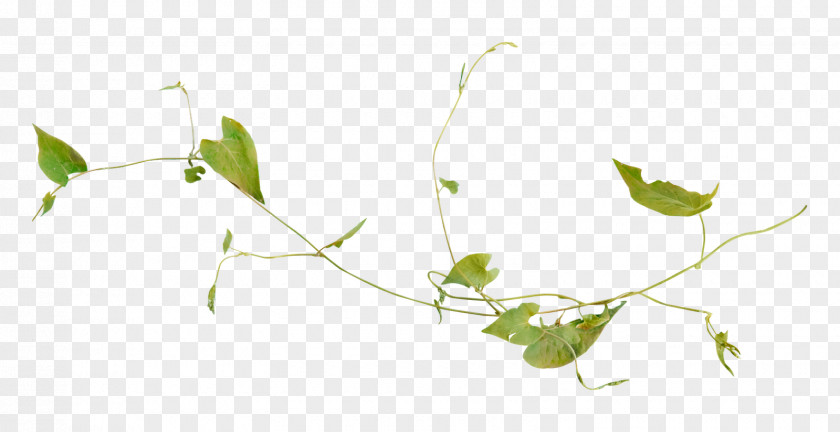 Starlight Element Green Plants Vs. Zombies: Garden Warfare Vine Leaf PNG