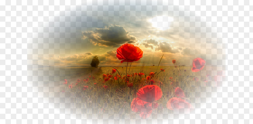 Floral Vector Material Beautiful Flowers Image Facebook Poppy Flower PNG