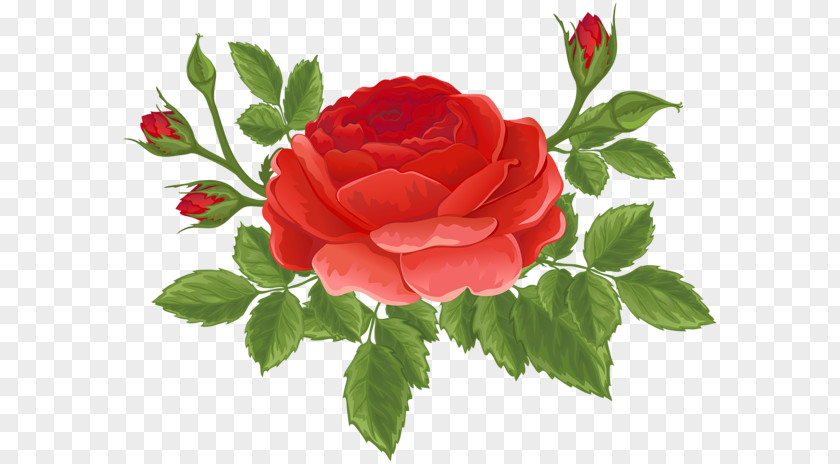 Flower Garden Roses Centifolia Floribunda Rosa Chinensis Clip Art PNG