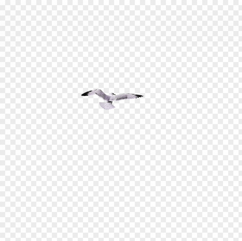 Flying Seagull Sweden European Herring Gull Duck Goose Cygnini PNG