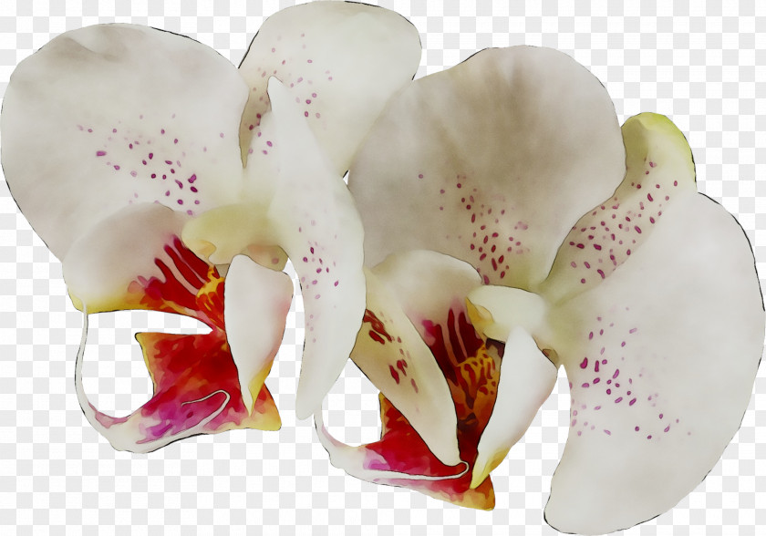 Moth Orchids Cut Flowers PNG