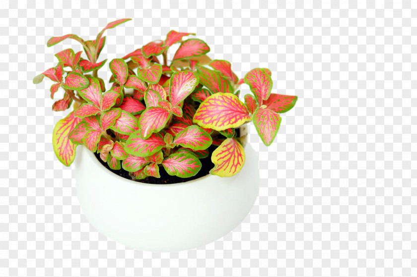 Plants Flowerpot Fruit Science Biology PNG