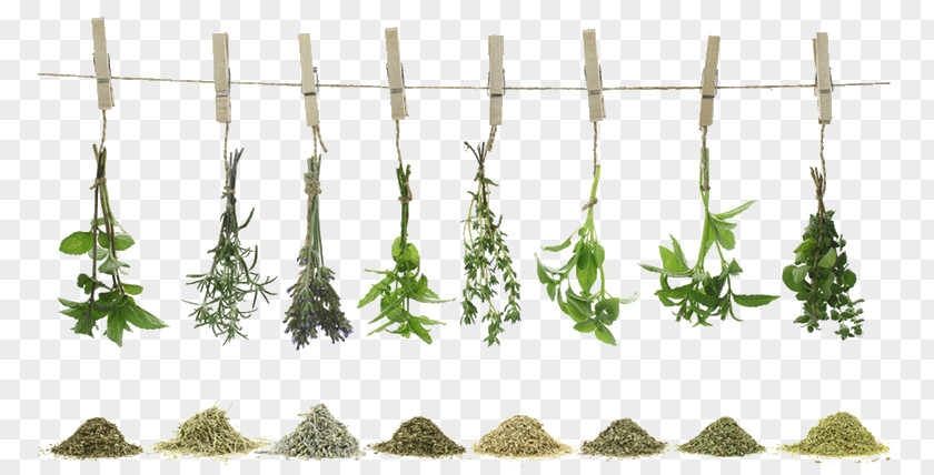 Tea Green Herb Spice Recipe PNG