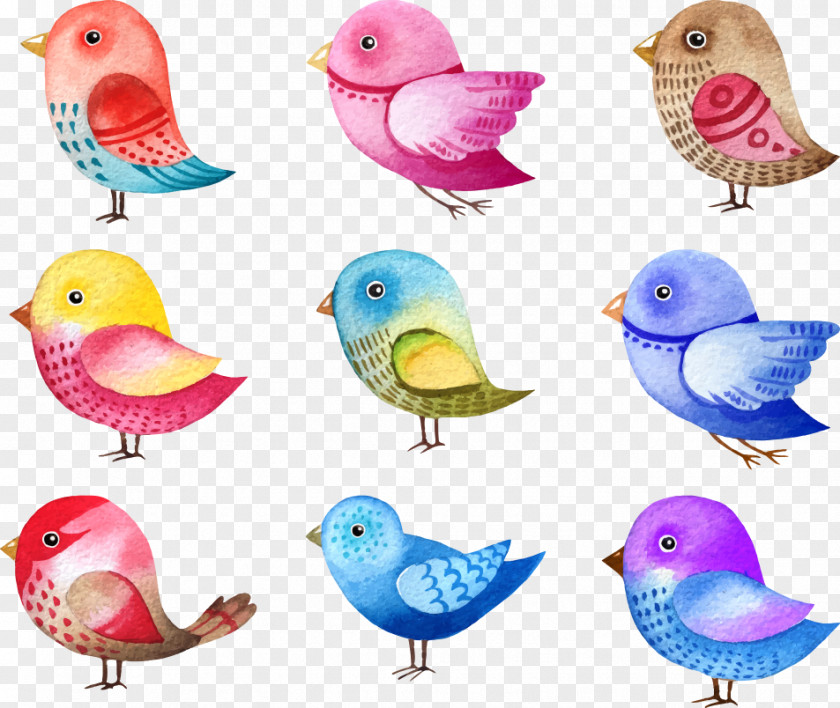Vector Color Cute Birds Bird Illustrations Drawing PNG
