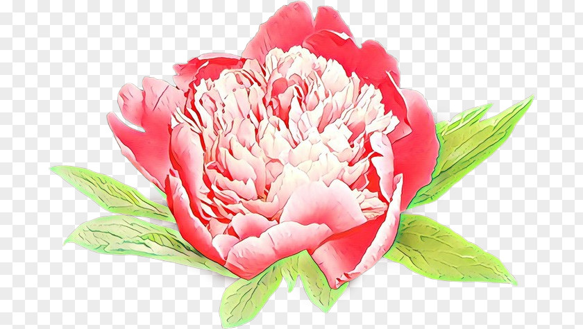 Flower Pink Petal Plant Common Peony PNG