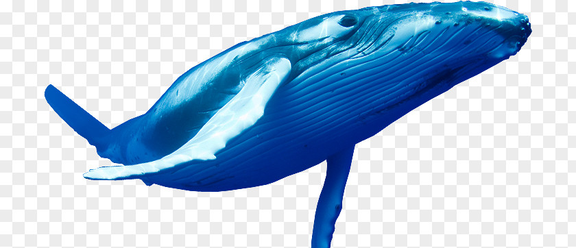 Killer Whale Blue Cetaceans PNG