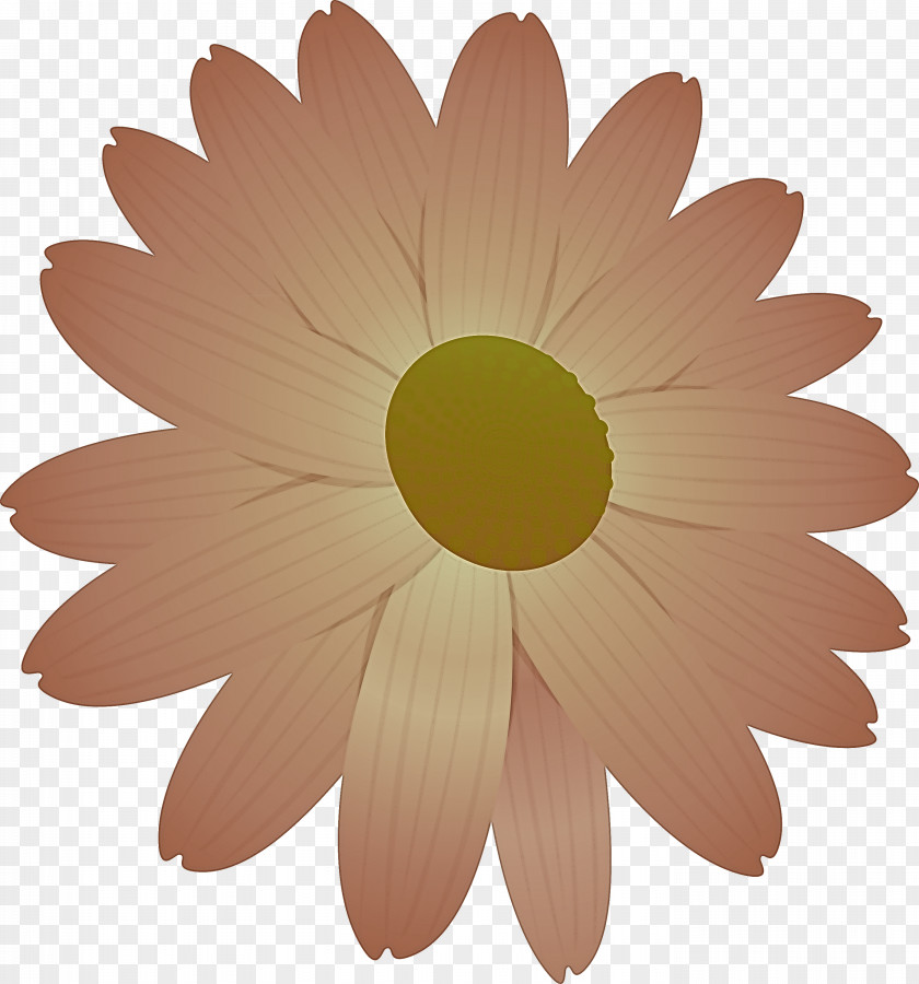 Marguerite Flower Spring PNG