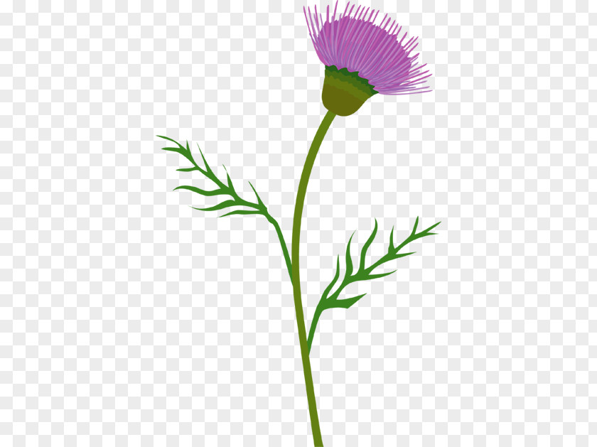 Milk Thistle Cirsium Vulgare Clip Art PNG