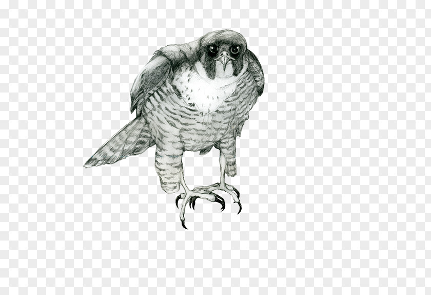 Owl Hawk Drawing Beak /m/02csf PNG