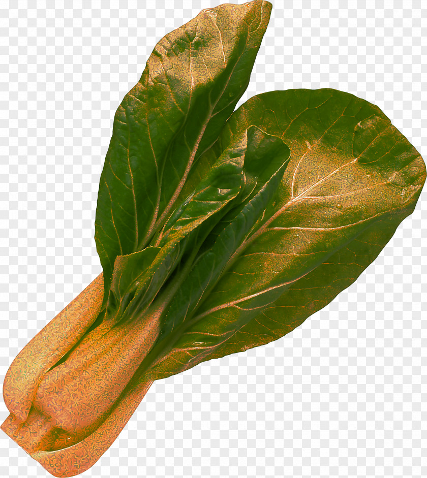 Tatsoi Anthurium Leaf Choy Sum Vegetable Plant Flower PNG