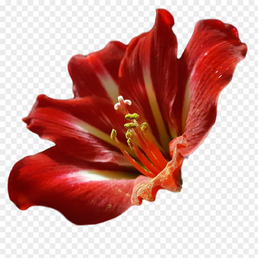 Amaryllis Daylilies Jersey Lily Petal Close-up PNG