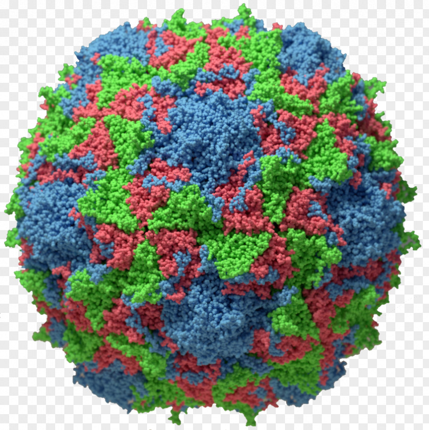 Bill Gate Poliovirus Capsid Poliomyelitis Viral Replication PNG
