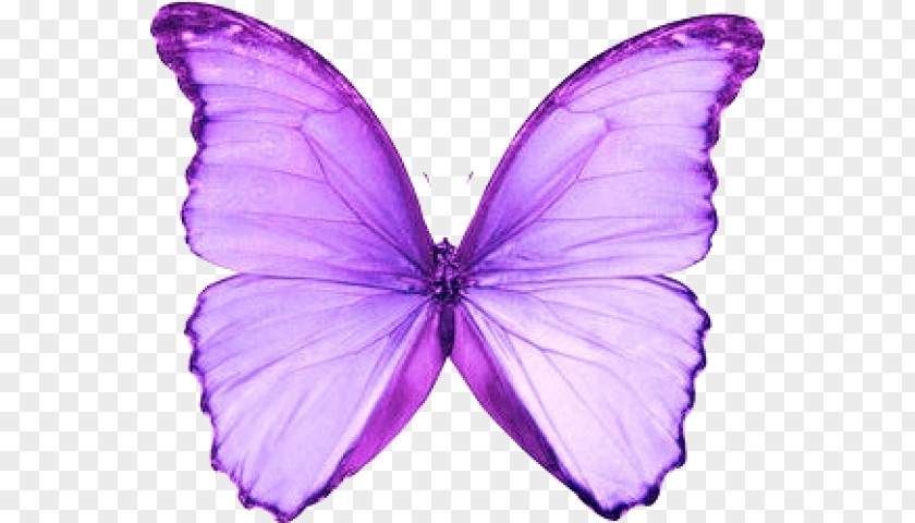 Butterfly Morpho Menelaus Peleides Apatura Iris Blue PNG