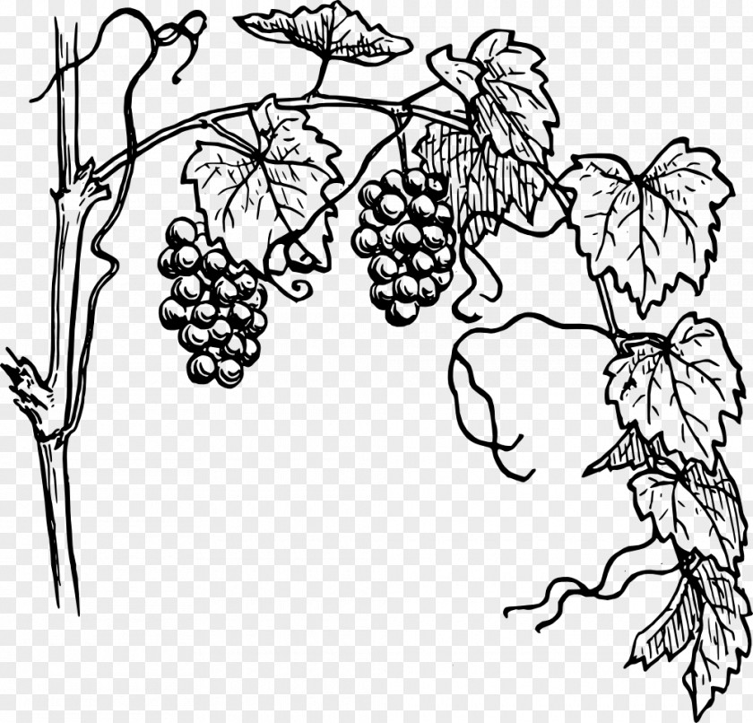 Grape Vine Common Drawing Clip Art PNG