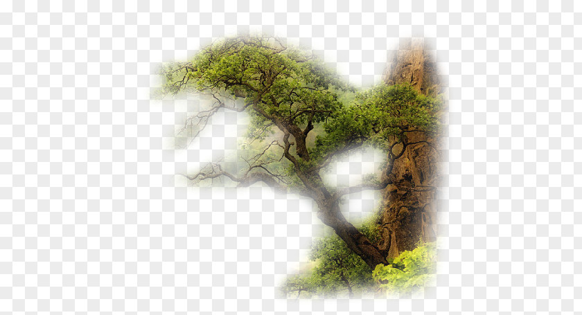 Tree Buon Oi Chao Mi Desktop Wallpaper PNG