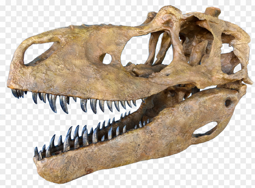 Tyrannosaurus Daspletosaurus Skull Tarbosaurus Dinosaur PNG
