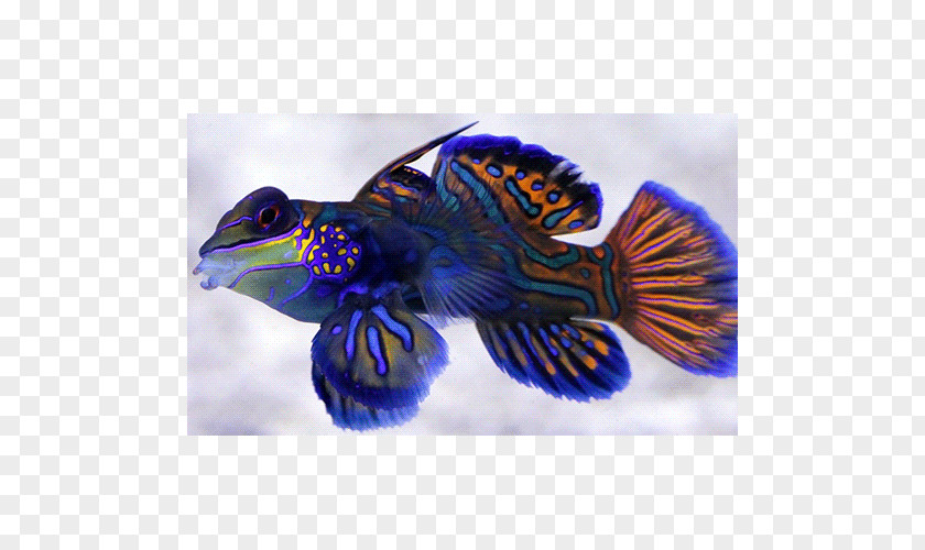 Cobalt Blue Marine Biology PNG