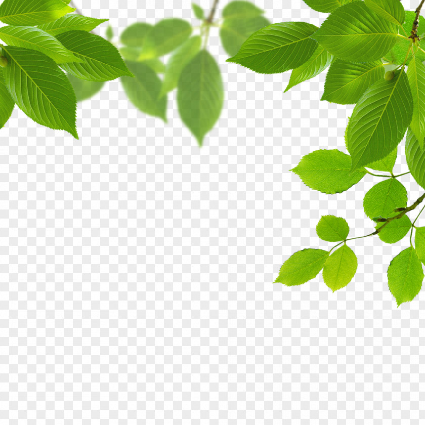 Leaves Download Leaf Green PNG