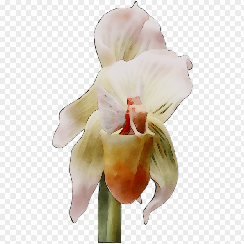 Moth Orchids Cattleya Cut Flowers PNG