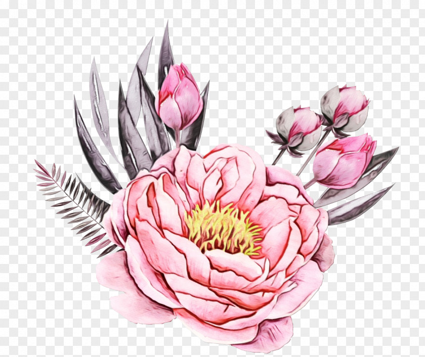 Peony Aquatic Plant Flowering Flower Pink Petal PNG