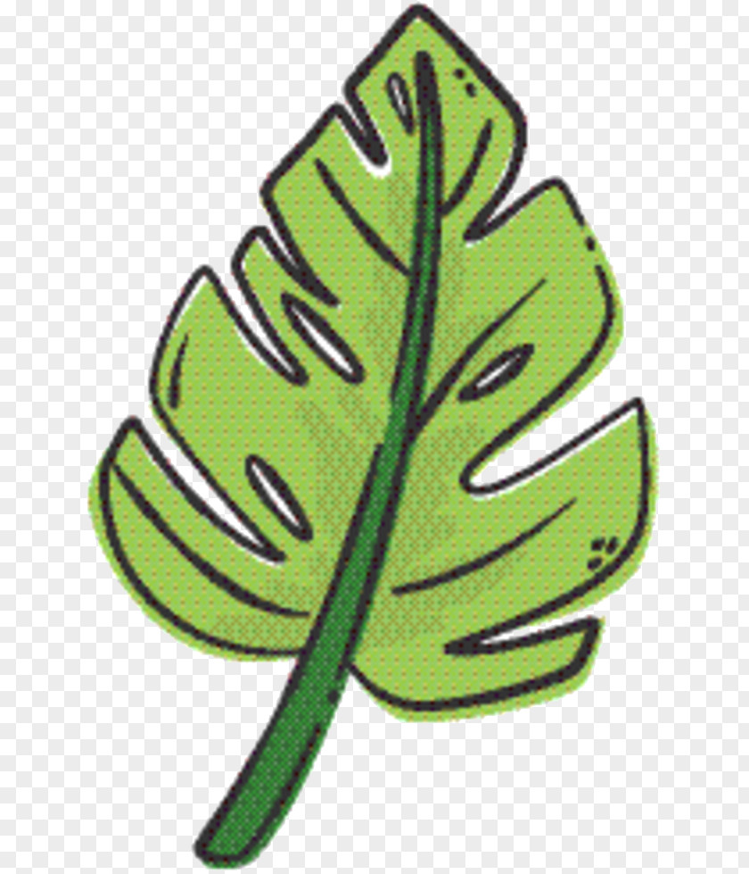 Plant Botany Green Leaf Background PNG