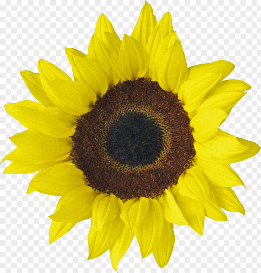 Sunflower Oil Download Desktop Wallpaper Clip Art PNG