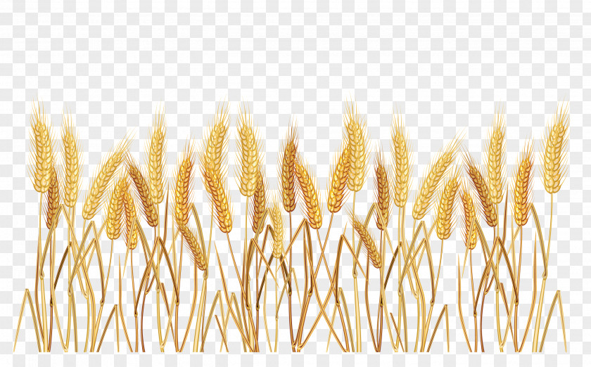 Wheat Border Cliparts Common Cereal Clip Art PNG